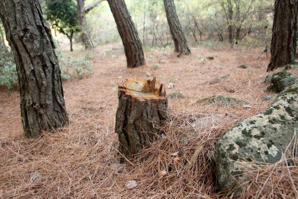 Best Tree Mulching  in Sudan, TX