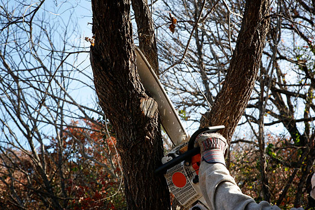 Best Tree Disease Treatment  in Sudan, TX